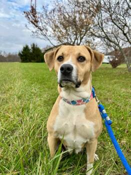 Rescue Terrier and Hound Dogs for Adoption in West Union, Ohio - Marlee Mae | PetCurious