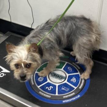 Beba -  Yorkshire Terrier Dog for Adoption in Tampa, Florida - Beba | PetCurious