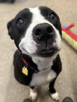 Kiki -  Pit Bull Terrier Dog for Adoption in Cleveland, Ohio - Kiki | PetCurious