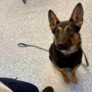 Lucille -  German Shepherd Dog Dog for Adoption in Great Falls, Montana - Lucille | PetCurious