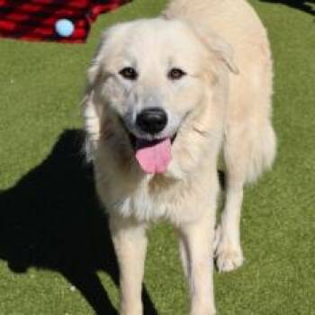 Maw -  Mixed Breed Dog for Adoption in Wantagh, New York - Maw | PetCurious