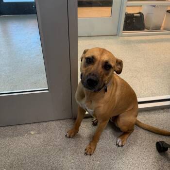 Black Mouth Cur and English Bulldog Dogs Available for Adoption - Sadie | PetCurious