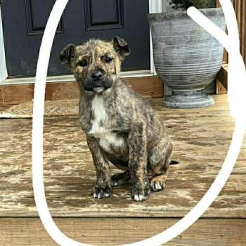 Mixed Breed Dogs Available for Adoption in Fredericksburg, Virginia - Ulieka | PetCurious