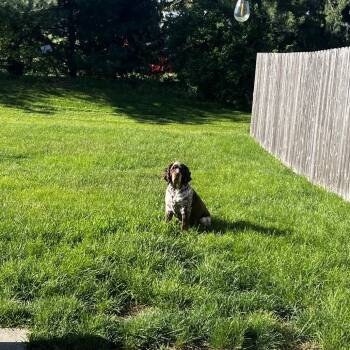 Millie - Home to Home -  English Springer Spaniel Dog for Adoption in South Elgin, Illinois - Millie - Home To Home | PetCurious