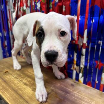 Hannah -  Boxer and American Bulldog Dog for Adoption in Normal, Illinois - Hannah | PetCurious