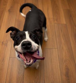 Acorn -  Mixed Breed Dog for Adoption in Shelburne, Vermont - Acorn | PetCurious