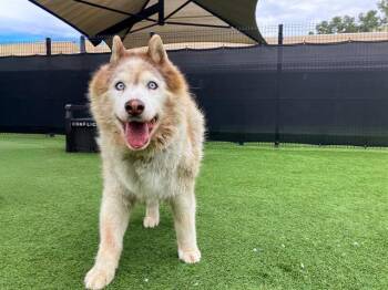 Siberian Husky Dogs Available for Adoption - DREW | PetCurious