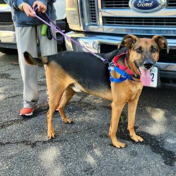 Maximus -  Shepherd and Mixed Breed Dog for Adoption in Falls Church, Virginia - Maximus | PetCurious