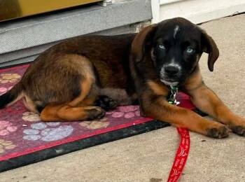Minnow $550 -  Mixed Breed Dog for Adoption in West Milwaukee, Wisconsin - Minnow $550 | PetCurious