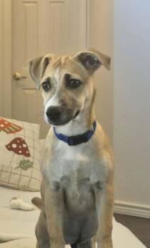 Rescue Corgi and Dachshund Dogs for Adoption in Mathis, Texas - Denver | PetCurious