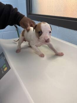 Pit Bull Terrier Dogs Available for Adoption in Lawrenceville, Georgia - Ic 2 | PetCurious