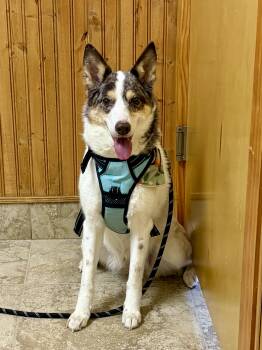 Cattle Dog and Chihuahua Dogs Available for Adoption - Azalea PB | PetCurious