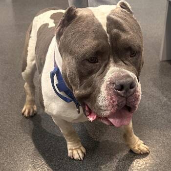 Kratos -  Mixed Breed Dog for Adoption in Allentown, Pennsylvania - Kratos | PetCurious
