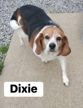 Beagle Dogs Available for Adoption in Lexington, Kentucky - Dixie | PetCurious