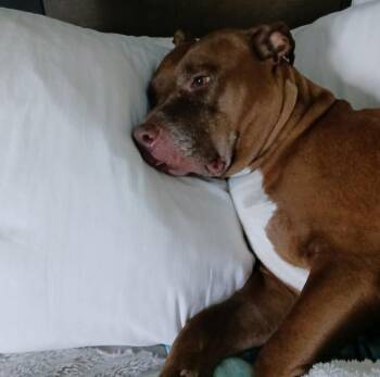 Rescue American Staffordshire Terrier Dogs for Adoption - Sasha | PetCurious