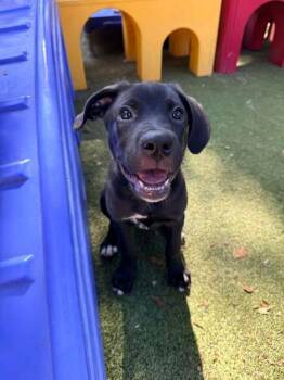Austin -  Mixed Breed Dog Available for Adoption in Orlando, Florida - Austin | PetCurious