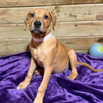 Ophelia -  Mixed Breed Dog for Adoption in Wappingers Falls, New York - Ophelia | PetCurious