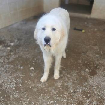 Great Pyrenees Dogs Available for Adoption - Mozart 9206 | PetCurious