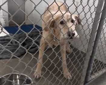 Labrador Retriever and Mixed Breed Dogs Available for Adoption in Olathe, Kansas - MIMI | PetCurious