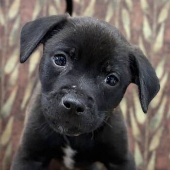 Hickory -  Mixed Breed Dog for Adoption in Jefferson, Wisconsin - Hickory | PetCurious