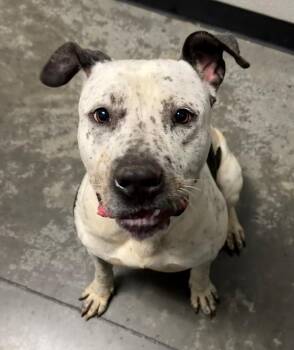 Pit Bull Terrier Dogs Available for Adoption - Oreo | PetCurious