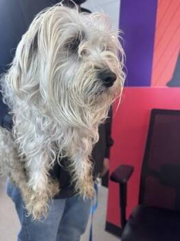 Mixed Breed Dogs Available for Adoption - Gushers | PetCurious