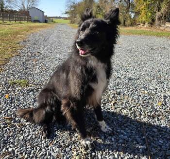 Rescue Border Collie Dogs for Adoption in Chestertown, Maryland - Goose | PetCurious