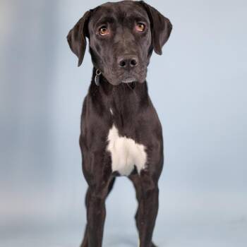 Suzette -  Mixed Breed Dog for Adoption in Portland, Oregon - Suzette | PetCurious