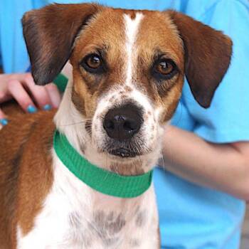 Candela -  Beagle and Hound Dog for Adoption in Carrollton, Texas - Candela | PetCurious
