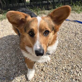 Corgi Dogs Available for Adoption in South Elgin, Illinois - Finn | PetCurious