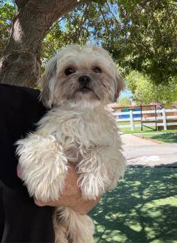 Mushu -  Shih Tzu Dog for Adoption in Temecula, California - Mushu | PetCurious