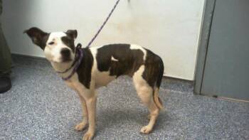 A1268953 -  Mixed Breed Dog for Adoption in Charlotte, North Carolina - A1268953 | PetCurious