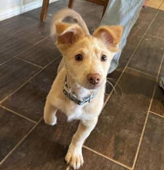 Chihuahua Dogs Available for Adoption - Poseidon | PetCurious