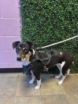 61396851 -  Labrador Retriever and Mixed Breed Dog for Adoption in El Paso, Texas - 61396851 | PetCurious