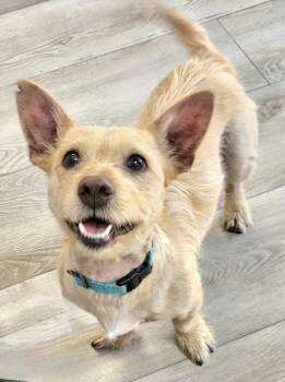 Rescue Terrier and Cairn Terrier Dogs for Adoption in Newport Beach, California - Rusty | PetCurious