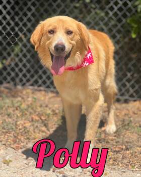 Polly -  Great Pyrenees and Golden Retriever Dog for Adoption in Madisonville, Texas - Polly | PetCurious