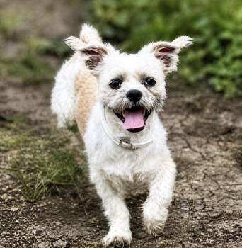 Shih Tzu Dogs Available for Adoption in Floresville, Texas - Maui | PetCurious
