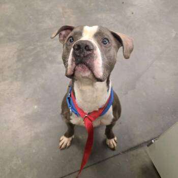 Prince -  Mixed Breed Dog for Adoption in Pittsburgh, Pennsylvania - Prince | PetCurious