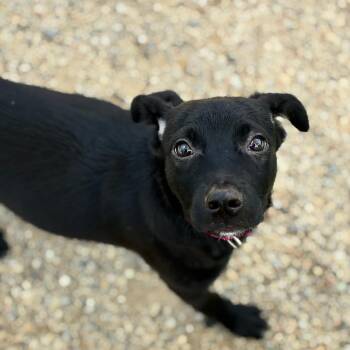 Georgia -  Mixed Breed Dog for Adoption in South Elgin, Illinois - Georgia | PetCurious