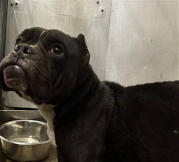 CHERRY -  Bullmastiff and Mixed Breed Dog for Adoption in San Bernardino, California - CHERRY | PetCurious