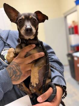 Chihuahua Dogs Available for Adoption - 2026-02-050*Marty* | PetCurious