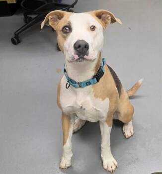 Spring Roll -  Pit Bull Terrier Dog for Adoption in Phoenix, Oregon - Spring Roll | PetCurious
