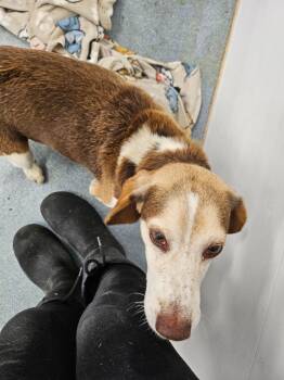 Rescue Beagle Dogs for Adoption in Portland, Indiana - Freddy | PetCurious