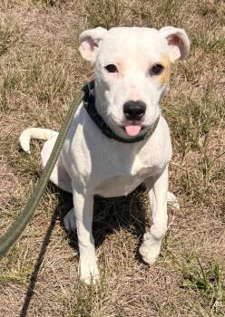 Luna -  Labrador Retriever and Terrier Dog for Adoption in Defiance, Ohio - Luna | PetCurious