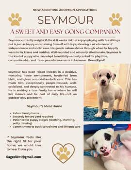 Great Pyrenees and Boxer Dogs Available for Adoption in Pflugerville, Texas - Seymour | PetCurious