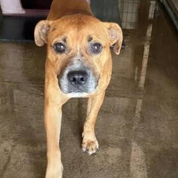 Lestat -  Pit Bull Terrier and American Bulldog Dog for Adoption in East St. Louis, Illinois - Lestat | PetCurious