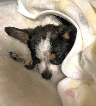 Chihuahua Dogs Available for Adoption - Dante | PetCurious