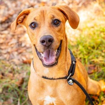 Nala -  Labrador Retriever and Mixed Breed Dog for Adoption - Nala | PetCurious