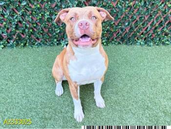 PEACH -  Mixed Breed Dog for Adoption in West Palm Beach, Florida - PEACH | PetCurious