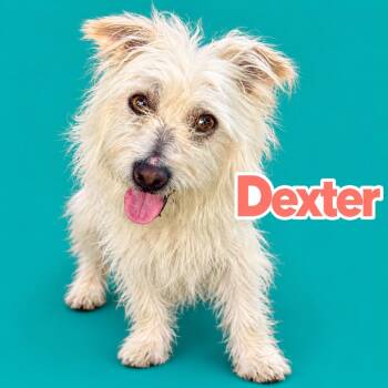 Dexter -  Cairn Terrier and Maltese Dog for Adoption in Scottsdale, Arizona - Dexter | PetCurious
